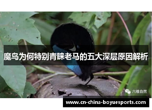 魔鸟为何特别青睐老马的五大深层原因解析 魔鸟为何特别青睐老马的五大深层原因解析
